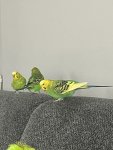 IMG_9723.jpeg