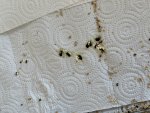 IMG_0963.jpeg