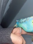 IMG_2045.jpeg