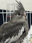 IMG_5412.jpeg