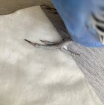 IMG_0521.jpeg