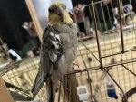 IMG_4645.jpeg