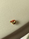 IMG_3606.jpeg