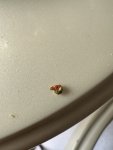 IMG_3605.jpeg