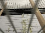 IMG_2593.jpeg