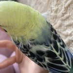 IMG_4739.jpeg