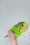 IMG_20261012_184251.jpg