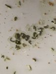 IMG_5301.jpeg