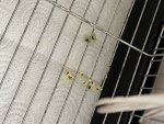 IMG_2452.jpeg