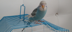 yeni.png