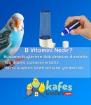 b vitamini.jpg