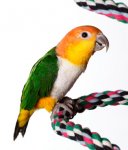 18844777white-bellied-caique.jpg