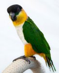 17496698black-headed-caique.jpg