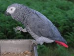 1280px-Psittacus_erithacus_-perching_on_tray-8d.jpg