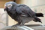 220px-Psittacus_erithacus_timneh-parrot_on_cage.jpg