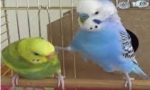 aa.png