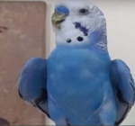 ka.png