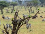 Fischer's_Lovebirds_with_Zebra,_Serengeti.jpg