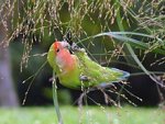 220px-Agapornis_roseicollis_-eating_grass_seeds-8.jpg