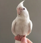 6.png