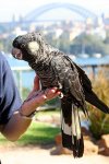 440px-Calyptorhynchus_latirostris_-Taronga_Zoo_(female)-8a.jpg