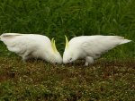 cockatoo-parrot-bird-sulphur-crested-thumb.jpg