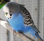 indir (1).jpg indir (1).jpg