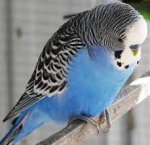 indir (11).jpg