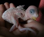 220px-Budgerigar_baby02.jpg