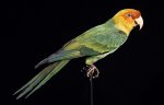 Naturalis_Biodiversity_Center_-_ZMA.AVES.3159_-_Conuropsis_carolinensis_Linnaeus,_1758_-_Psit...jpeg