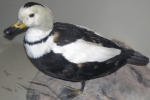 Labrador-Duck-Male.-Photo-by-Field-Museum-of-Natural-History-CC-BY-2.0.-e1661975686252.png