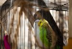 couple-budgies-are-kissing_438099-9386.jpg