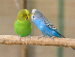 pet-budgie.png