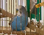 budgie_24.jpg