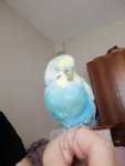 IMG_20221011_081554.jpg