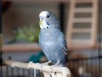 young-budgie.png