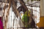 couple-budgies-are-kissing_438099-9388.jpg