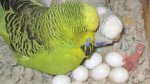 Breeding-Budgies1.jpg