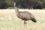 emu.jpg