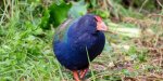 takahe.jpg