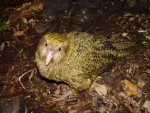 kakapo.jpg