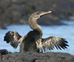 Galapagos Karabatağı.jpg