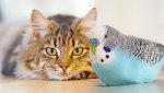 Can-Cat-and-Budgie-Live-Together.jpg