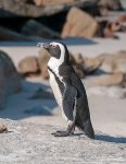 African_penguin_Cape_Town_P1050585-e1569604298559.jpg