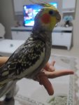 IMG_20221225_200356.jpg