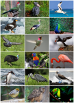 Bird_Diversity_2013 (1).png