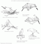 B36Fig25-2.gif