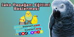 jako papağanı eğitimi ve beslenmesi kafeskuslari.org grey parrot.png