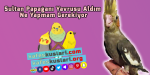 Sultan Papağanı Yavrusu Aldım Ne Yapmam Gerekiyor.png