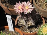 800px-Gymnocalycium_mihanovichii_2.jpeg